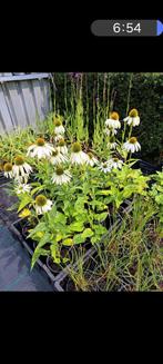 Witte zonnehoed, Tuin en Terras, Volle zon, Vaste plant, Zomer, Ophalen