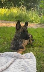 Mechelse herder, Dieren en Toebehoren, Rabiës (hondsdolheid), Reu, 8 tot 15 weken, Eén hond