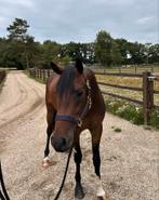Prachtige 2,5 jarige E pony, E pony (1.48m - 1.57m), Gechipt, Hengst, 3 tot 6 jaar