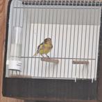Kanarie, Dieren en Toebehoren, Vogels | Kanaries, Geslacht onbekend, Zangkanarie