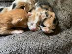 Jonge kittens van een week oud