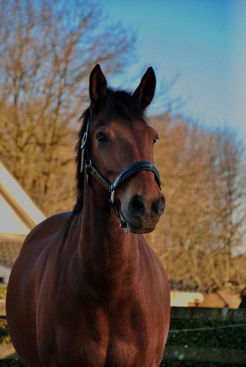 Fantastisch Lease pony aangeboden, Dieren en Toebehoren, Paarden en Pony's | Verzorgingsproducten, Ophalen of Verzenden