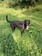 Lieve hond Rex zoekt een nieuw thuis, België, Particulier, Reu, Eén hond