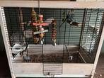2 jonge grasparkieten met kooi, Dieren en Toebehoren, Geslacht onbekend, Parkiet, Geringd