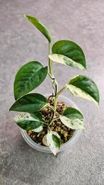 Epipremnum Pinnatum Marble #5, Ophalen of Verzenden, Overige soorten, Minder dan 100 cm