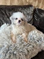 Pomeriaan puppies blauwe oogjes, Keeshond, Reu, 8 tot 15 weken, Meerdere