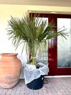 Trachycarpus palm palmboom in plastic kuip, Tuin en Terras, Planten | Tuinplanten, Ophalen of Verzenden, Overige soorten, Bloeit niet