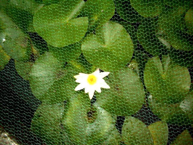 vijvernet, Tuin en Terras, Vijver-toebehoren, Nieuw, Vijvernet, Ophalen of Verzenden