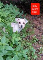 Roxy zoekt een lief baasje!, Rabiës (hondsdolheid), Handelaar, 1 tot 2 jaar, Buitenland