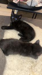 Kittens, Dieren en Toebehoren, Katten en Kittens | Overige Katten, Meerdere dieren, Kortharig, 0 tot 2 jaar