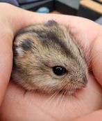 Jonge dwerghamsters handtam en kinderen gewend, Meerdere dieren, Hamster, Tam