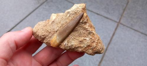 Mooie Plesiosaurus tand in matrix, dinosaurus fossiel, Verzamelen, Mineralen en Fossielen, Fossiel, Ophalen of Verzenden