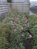 Pioenrozen Carnation Bouquet, Tuin en Terras, Overige soorten, Volle zon, Vaste plant, Ophalen of Verzenden