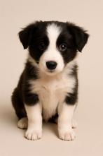 Border collie pups raszuiver ( mogen verhuizen ), Dieren en Toebehoren, CDV (hondenziekte), 8 tot 15 weken, Collie, Meerdere