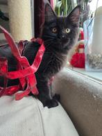 Maine coon kitten met vleugje ragdoll, Dieren en Toebehoren, Katten en Kittens | Raskatten | Langhaar, Poes, Gechipt, 0 tot 2 jaar