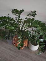 Zamioculcas Zamiifolia (ZZ Plant) in pot, Ophalen, In pot, Halfschaduw