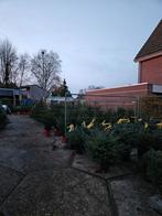 Diverse Kerstbomen te koop, Tuin en Terras, Planten | Bomen, Ophalen, In pot, Volle zon, Overige soorten