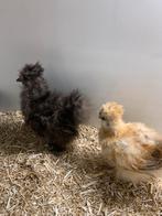 2  hennen🐥Usa zijdehoen 8,5wk geent💯% hen garantie✅, Dieren en Toebehoren, Vrouwelijk, Kip