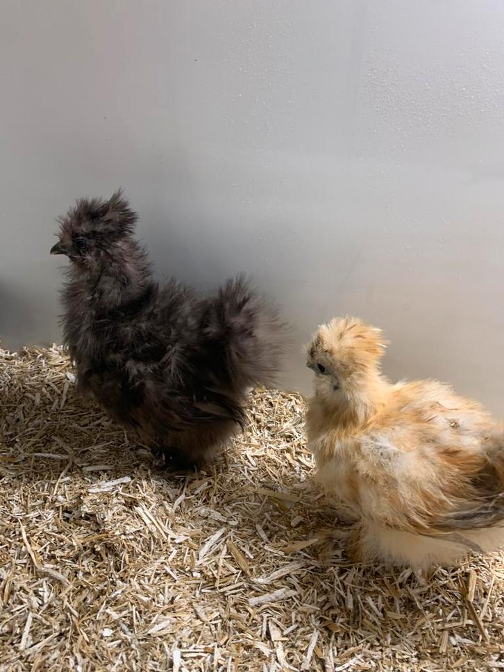 2  hennen🐥Usa zijdehoen 8,5wk geent💯% hen garantie✅, Dieren en Toebehoren, Pluimvee, Kip, Vrouwelijk