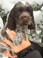 engelse cocker spaniel pups met stamboom, Dieren en Toebehoren, 8 tot 15 weken, Meerdere, Meerdere dieren, Spaniël