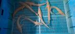 Albino Sterlet Ruthenus 35/40CM, Dieren en Toebehoren, Vissen | Vijvervissen, Steur