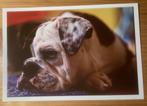 Ansichtkaart Hallmark Bulldog hond, Verzenden, 1980 tot heden, Ongelopen, Hond of Kat