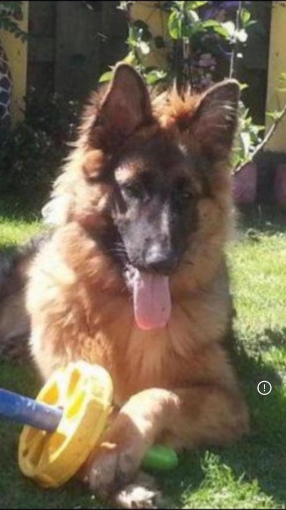 Prachtige langharige Duitse herder pups met rechte rug., Dieren en Toebehoren, Honden | Herdershonden en Veedrijvers, Meerdere dieren