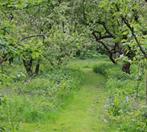 Snoeien voedselbos bostuin eetbare fruittuin permacultuur, Ophalen of Verzenden, Lente