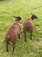 Ooi lammeren, Dieren en Toebehoren, Vrouwelijk, Schaap