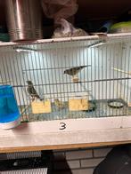 Groenlingen, Dieren en Toebehoren, Vogels | Overige Vogels, Geslacht onbekend, Wildzangvogel, Geringd