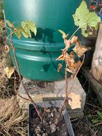 Biologische Zwarte Bessenstruik 2jr, Ophalen of Verzenden, Overige soorten, Struik, Minder dan 100 cm