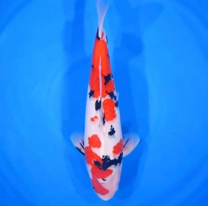 Sakai Sanke Japense koi Karper, Dieren en Toebehoren, Vissen | Vijvervissen, Karper of Koi
