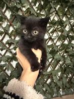 Onze schattige BKH kittens zoeken een lief en warm thuis., Dieren en Toebehoren, Katten en Kittens | Raskatten | Korthaar, Meerdere dieren