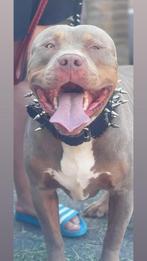 Dekreu American bully XL, Dieren en Toebehoren, Parvo, Reu, Eén hond, 3 tot 5 jaar