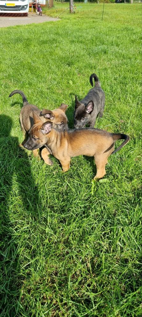 prachtige sociale pups te koop, Dieren en Toebehoren, Honden | Herdershonden en Veedrijvers, Meerdere dieren, Herder, Particulier