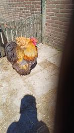 Orpington haan, Mannelijk, Kip