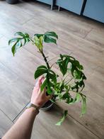 Rhaphidophora tetrasperma kamerplant, Overige soorten, Ophalen of Verzenden, Minder dan 100 cm, Volle zon