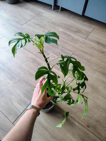 Rhaphidophora tetrasperma kamerplant beschikbaar voor biedingen