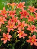 Daglelie zacht oranje. Met mooie kluit totaal nog 20 stuks, Ophalen, Zomer, Overige soorten, Volle zon