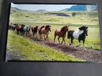 mooie paarden poster incl. ophang systeem, Ophalen of Verzenden, Zo goed als nieuw, Foto of Poster