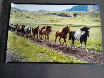 mooie paarden poster incl. ophang systeem beschikbaar voor biedingen