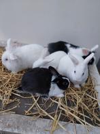 Dwergkonijntjes, Dieren en Toebehoren, Konijnen, Meerdere dieren, Dwerg