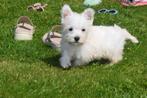 West highland white terrier pups uit nest te kiezen, Rabiës (hondsdolheid), 15 weken tot 1 jaar, Overige rassen, Buitenland