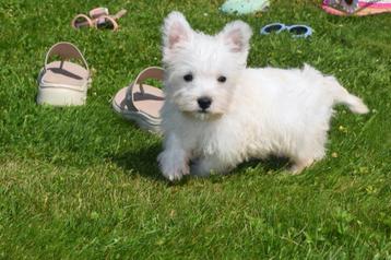 West highland white terrier pups uit nest te kiezen beschikbaar voor biedingen