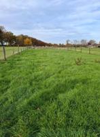Weiland te huur of te koop gezocht – omgeving Vlijmen, Dieren en Toebehoren, Stalling en Weidegang, Weidegang, 2 of 3 paarden of pony's
