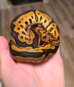 Clown Leopard Yellowbelly vrouwtje 2025 koningspython, Dieren en Toebehoren, Reptielen en Amfibieën, Slang, 0 tot 2 jaar