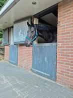 Stal + veel weidegang, Dieren en Toebehoren, Stalling en Weidegang, Weidegang