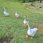 Knobbel  ganzen, Dieren en Toebehoren, Pluimvee, Meerdere dieren, Gans of Zwaan
