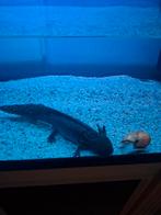 Gezonde axolotl, Dieren en Toebehoren, Overige typen