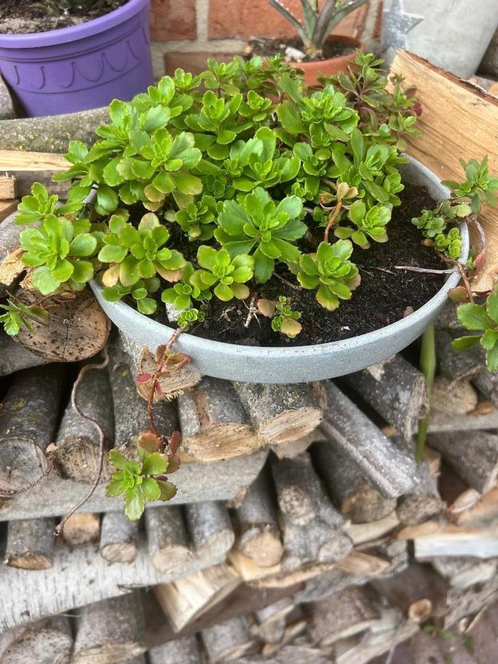 Vaste Tuinplanten, Tuin en Terras, Planten | Tuinplanten, Vaste plant, Overige soorten, Halfschaduw, Zomer, Ophalen